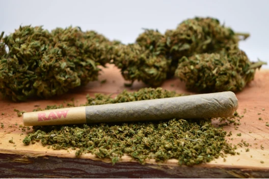 A weed pre-roll sits in a pile of ground cannabis