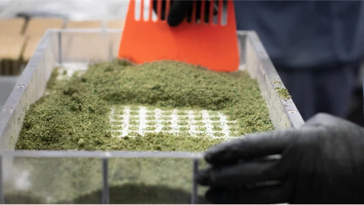A person wearing gloves collects ground cannabis flower to make pre-rolls