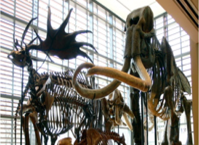 Dinosaur skeletons at an Amherst Museum